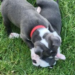Boston Terrier Puppies from Sooner Bred Bostons