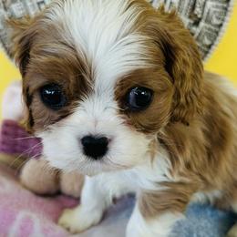 Bran - Blenheim male Cavalier King Charles Spaniel puppy in Tunbridge, Vermont from Solheimar
