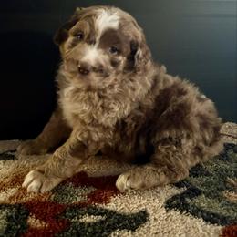 Hoss - Red merle male Aussiedoodle puppy in Sheridan, Arkansas from Runnin’ Wild Ranch Aussies