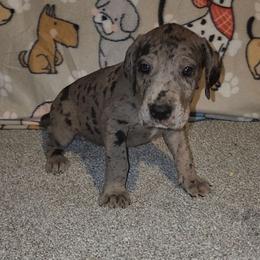 Nova - Merle female Great Dane puppy in Walker, Louisiana from La Rebel Danes