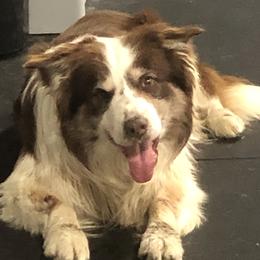 Red - Border Collie