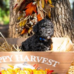 Sprout - Black female Poodle puppy in Spring Branch, Texas from Mezzo Poodles