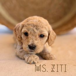 Ziti - Apricot female Cavapoo puppy in Sacramento, California from Dandy Doodles Goldendoodles