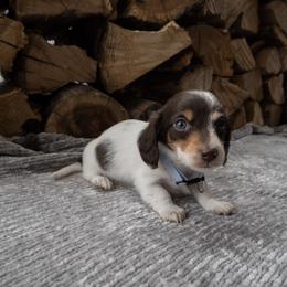 Amos - Piebald male Dachshund puppy in Stilwell, Oklahoma from Ross Ranch Dachshunds