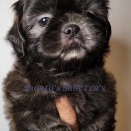 Shih Tzu Puppies from Shantii's Shih Tzu's