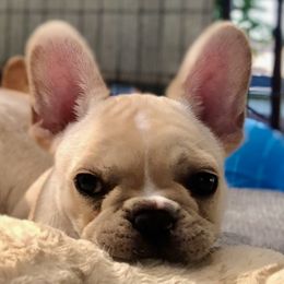 Annie - French Bulldog