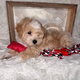 Lary - Cream male Maltipoo puppy in West Jordan, Utah from Mid Sized Maltipoos and More LLC