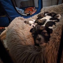 Shih Tzu Puppies from We Shih Tzu Not!