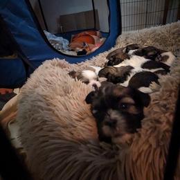 Shih Tzu Puppies from We Shih Tzu Not!