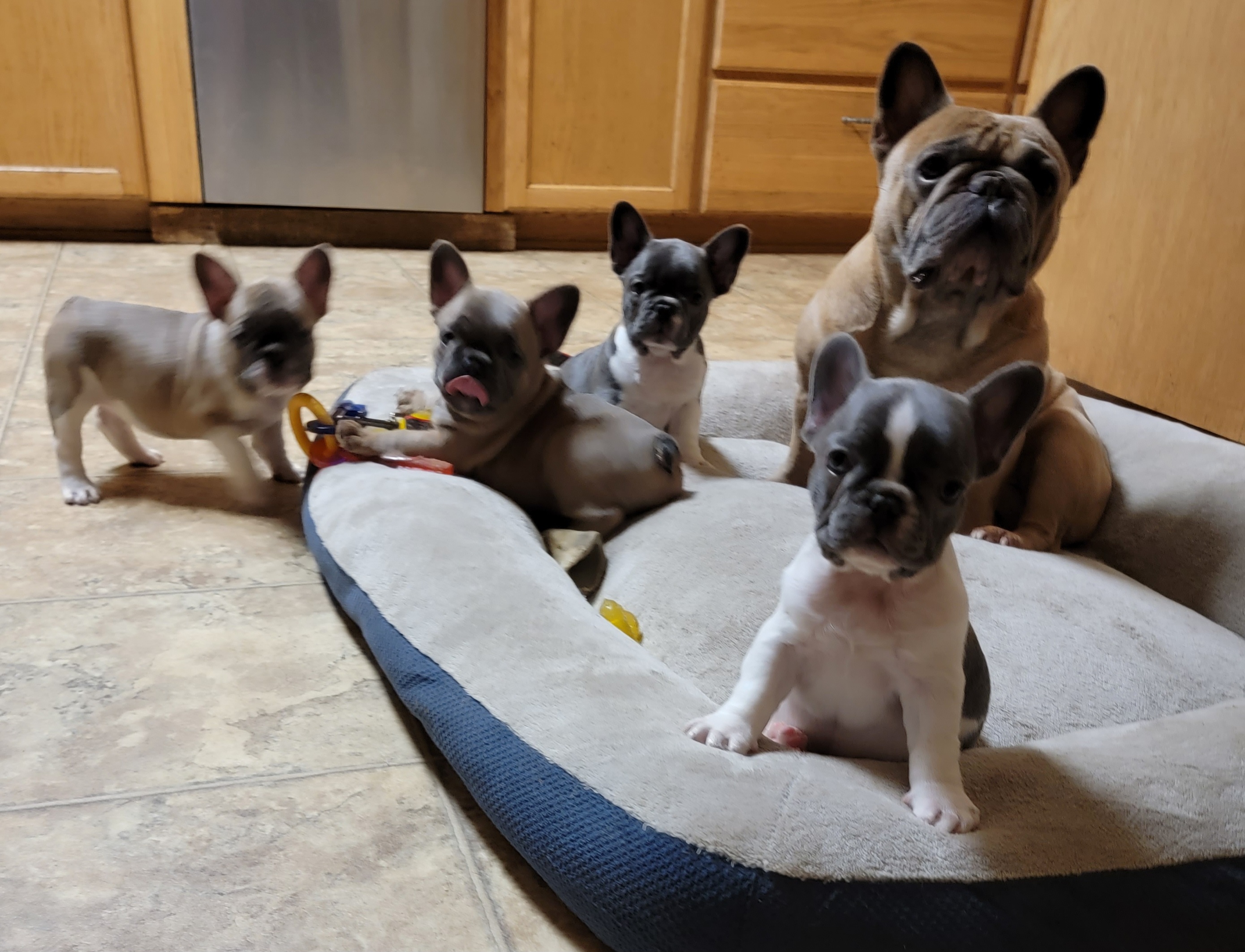 French Bulldog Puppies from Donna Johnson