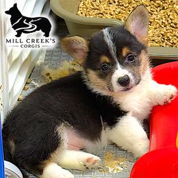 AKC Rollo, natural long tail - Black and tan male Pembroke Welsh Corgi puppy in Taylorsville, North Carolina from Mill Creek’s Pembroke Welsh Corgis and French Bulldogs