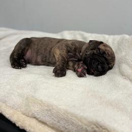 Manhattan - Brindle male Great Dane puppy in Marble Falls, Texas from Notorious Great Danes