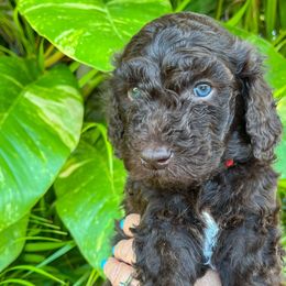 Gunner - Chocolate Goldendoodle puppy in Miami, Florida from Kalidoodlee