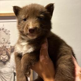 Girl 1 - Red and white female Siberian Husky puppy in Pelham, Alabama from Tails & Belles Dog Breeding