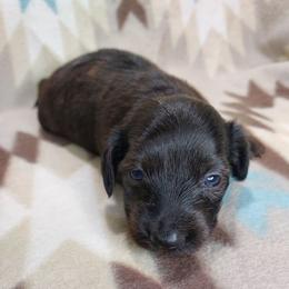 ISAAC - Black Brindle - Brindle male Dachshund puppy in Swink, Oklahoma from Palali Farm