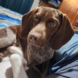 Dax - Beagle