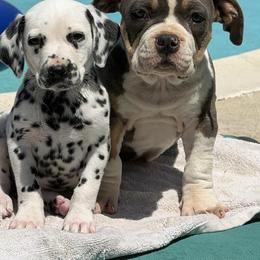 Male 2 - White and black male Dalmatian puppy in Lake Mathews, California from Bully Market