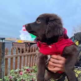 Mercedes - Brown and white female Aussiedoodle puppy in Coulee City, Washington from Mr and Mrs Doodle Farm