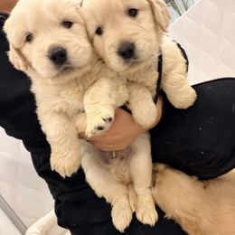 Boy - Golden male Golden Retriever puppy in Shingle Springs, California from Creamy Retrievers