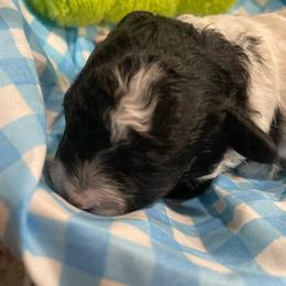 Bandit - Parti male Poodle puppy in Bee Branch, Arkansas from Scroggins Creek Doodles