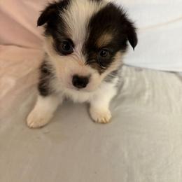 Tulip - Black and tan female Pembroke Welsh Corgi puppy in Grand Blanc, Michigan from Dellinger's Corgi's