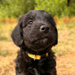 Salsa - Black phantom female Aussiedoodle puppy in Mulino, Oregon from Korbella Farm