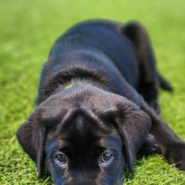 Labrador Retriever Puppies from Steele Caliber Retrievers