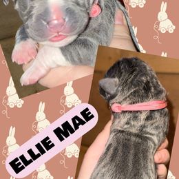 Ellie Mae - Blue female Great Dane puppy in Bolivar, New York from Prophecy Danes