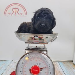Girl 1 - Poodle puppy in Inman, South Carolina from Raynebow Rose Poodles