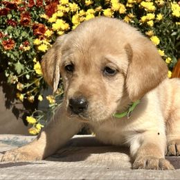 Yellow Girl Light Green Collar - Yellow female Labrador Retriever puppy in Ozark, Arkansas from Middle Ridge Retrievers