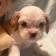 Cavalier King Charles Spaniels and Cavatzus from Elena Cable's Cavalier King Charles Spaniels and Cavatzu