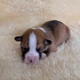 Boy 2 - male Pembroke Welsh Corgi puppy in Drain, Oregon from Sunnydale Corgis