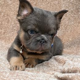 Briggs - Blue male French Bulldog puppy in Hemet, California from Bowman Pups