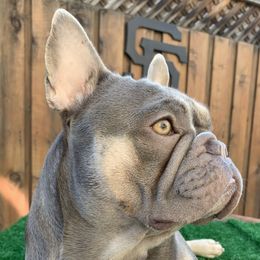 Luci  - French Bulldog