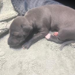 Boy1 - Blue male Italian Greyhound puppy in Brooksville, Florida from Fisher Link
