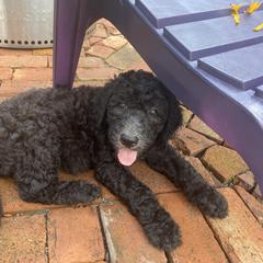 Saint Berdoodle Puppies from R & C's for the Love of Doodles