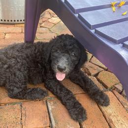 Saint Berdoodle Puppies from R & C's for the Love of Doodles