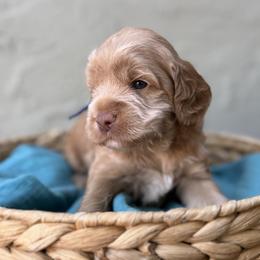 Woody - Caramel male Australian Labradoodle puppy in Morgan Hill, California from Loving Labradoodles
