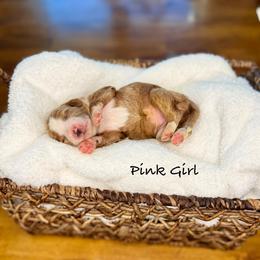 Birdie - Red  female Goldendoodle puppy in Springville, Utah from JW Doodles