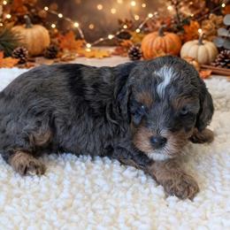 S'mores - Black and tan male Cavapoo puppy in Sparta, Missouri from Sis' Doodles & Poodles