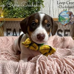 Ronnie - Piebald male Dachshund puppy in Fayetteville, West Virginia from Loop Creek Dachshunds