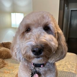 Pippin - Goldendoodle