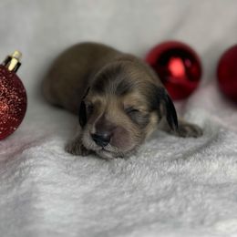 Prancer - Cream male Dachshund puppy in Kingman, Arizona from Diddle Bros Dachshunds