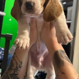 Blue Collar - Mahogany and white male Basset Hound puppy in Fayetteville, Arkansas from Heyliger Hounds