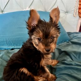 Yorkshire Terrier Puppies from Cutest AKC Arizona Yorkies
