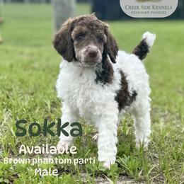 Sokka - Phantom male Poodle puppy in Jacksonville, Florida from Creek Side Kennels