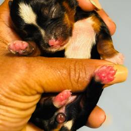 Girl 1 - Parti female Yorkshire Terrier puppy in Detroit, Michigan from Friends4everkennel LLC