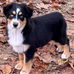 Maeve - Black tri female Miniature Australian Shepherd puppy in Patterson, North Carolina from DreamLine Aussies