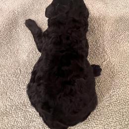 Boy 1 - Silver male Poodle puppy in Jonesborough, Tennessee from Erisse Poodles