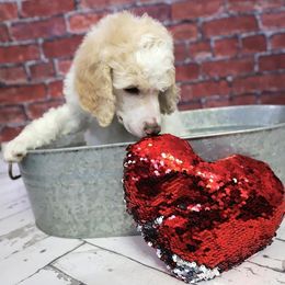 Poodle Puppies from Malone Standard Poodles